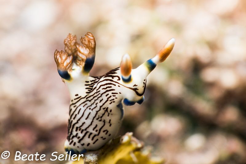 Beautiful nudi by Beate Seiler 