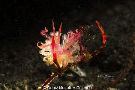 pyhllodesmium sp2, on the red light by Deniz Muzaffer Gökmen 