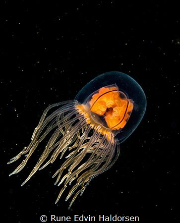 A swimming hydromedusa make me feel like I'm looking at s... by Rune Edvin Haldorsen 