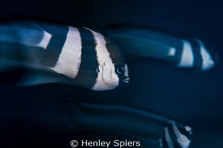 Humbugs in Motion by Henley Spiers 