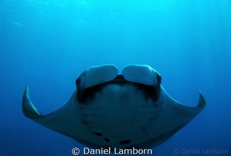 Amazing Manta encounter at Caño Island, on the Pacific si... by Daniel Lamborn 
