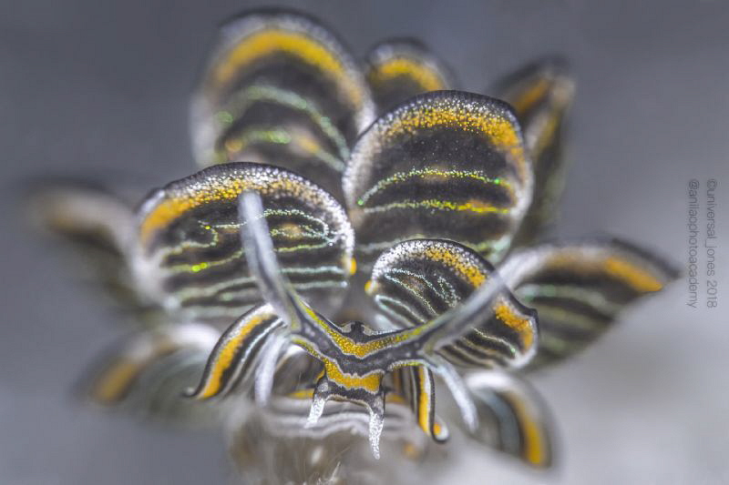 Cyerce nigra by Wayne Jones 