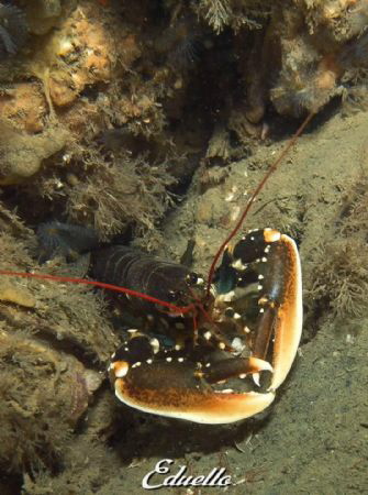 Common young lobster, homarus gammarus by Eduard Bello 
