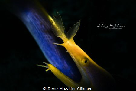 Ribbon eels , snooting with videolight 
Lembeh Indonesia by Deniz Muzaffer Gökmen 