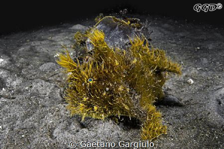 bad hair day by Gaetano Gargiulo 