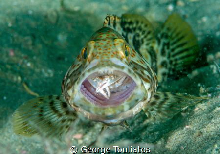 Bad Crab Day!!! by George Touliatos 