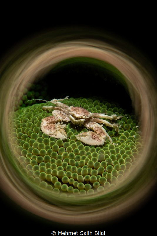 Porcelein crab. by Mehmet Salih Bilal 