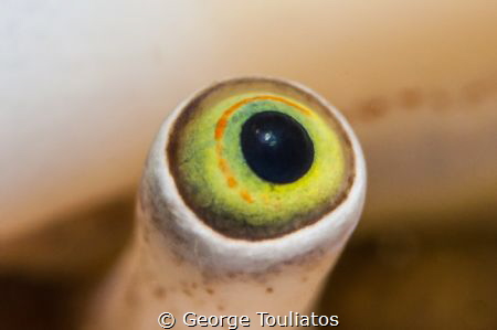 Are you looking at me? by George Touliatos 