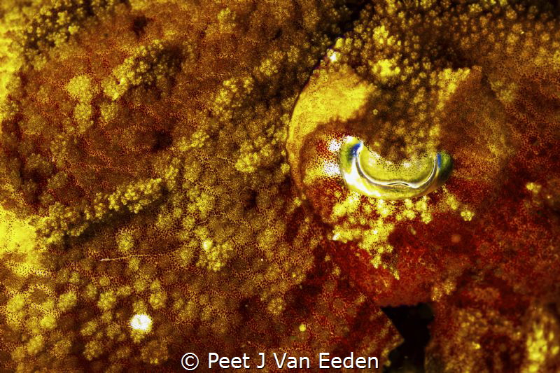 The ever changing colors of a cuttlefish due to their chr... by Peet J Van Eeden 