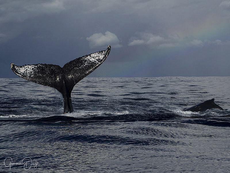 A humpback whale tail slapping on the Sardine Run 2018 by Gemma Dry 
