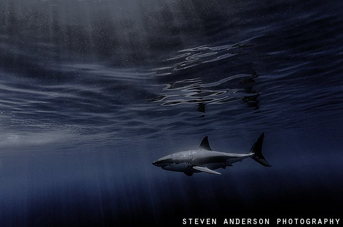 Shades of blue filter on to a Great White in the calm wat... by Steven Anderson 