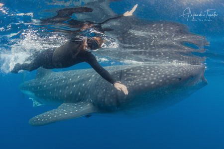 Roger and Whaleshark, Isla Contoy México by Alejandro Topete 