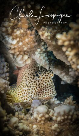 Inside the coral ! by Claude Lespagne 