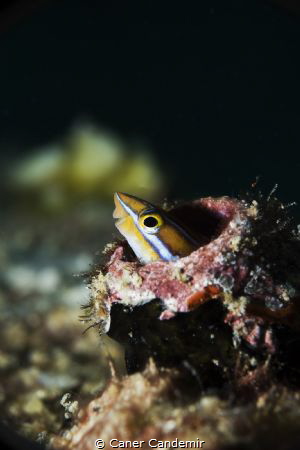 Bluestriped fangblenny
Plagiotremus rhinorhynchos
Mabul... by Caner Candemir 