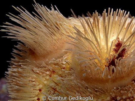 Echinocardium cordatum
Excavator by Cumhur Gedikoglu 