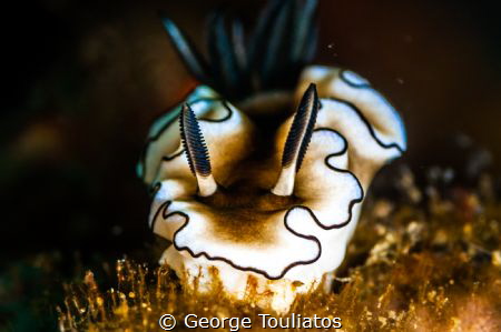 Nudie Grazing!!! by George Touliatos 