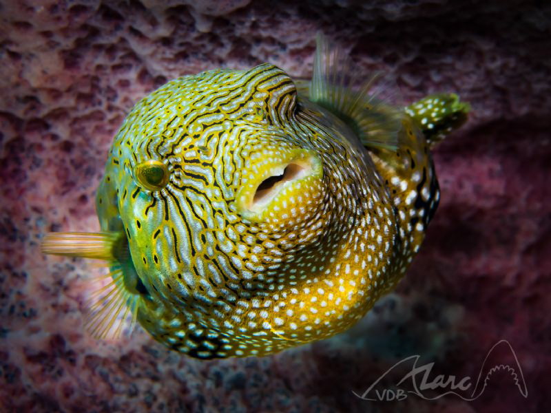 pofferface by Marc Van Den Broeck 