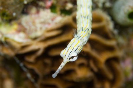 pipefish by Tom Meyer 