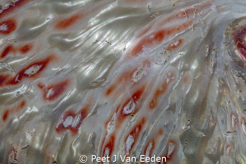 The different colors and texture of a polished abalone by Peet J Van Eeden 