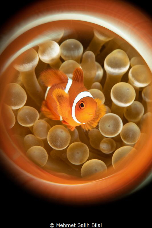 Clownfish. by Mehmet Salih Bilal 