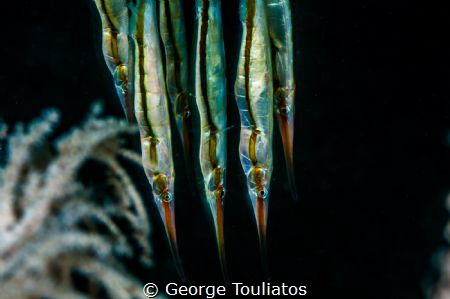 Razor Blade Fish by George Touliatos 
