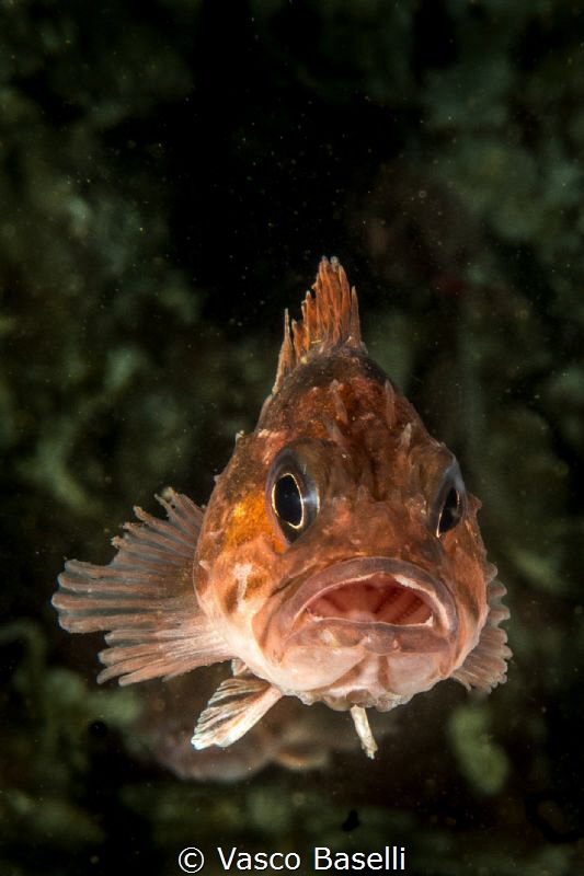 Juvenile Cabrilla on the wall of Pucusana Island by Vasco Baselli 