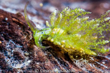 Green Nudie by George Touliatos 