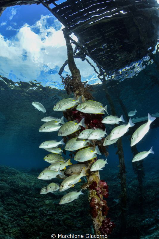 Raja Ampat pier . Nikon D800E , 16 mm , two strobo by Marchione Giacomo 