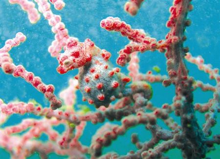 pygmy seahorse
batangas, philippines
canon a70 by Michelle Tinsay 
