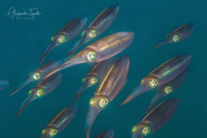 Squid Family, Veracruz Mexico by Alejandro Topete 