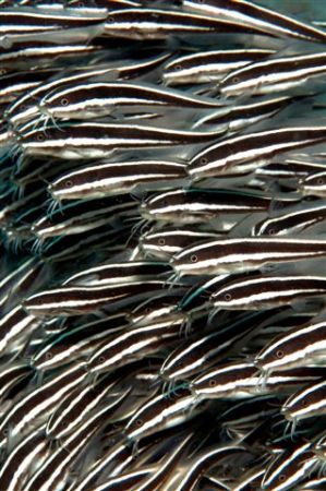 Feeding Catfish, Bunaken National Park.
105mm Macro Lens. by Jean Tresfon 