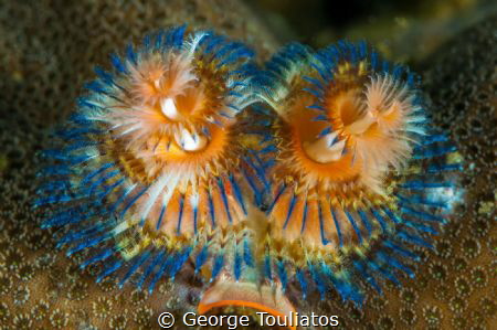 Symmetry by George Touliatos 
