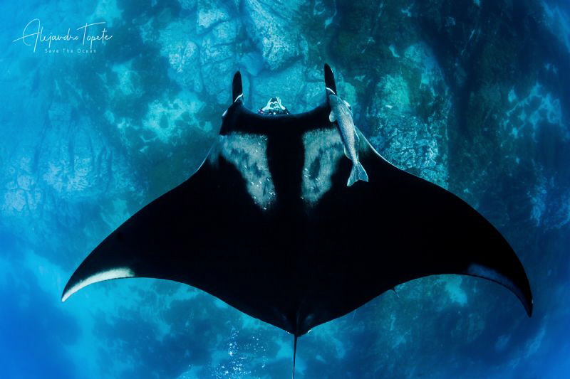 Mantaray whit Franziska, Socorro Island México by Alejandro Topete 