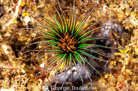 Green Anemone by George Touliatos 
