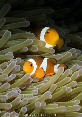 Nemo :) by Caner Candemir 