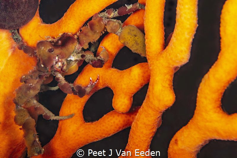 Hotlips 

Hotlips spider crab is unique to South Africa... by Peet J Van Eeden 