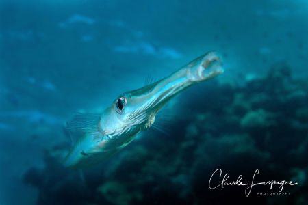 l art de la flutte ! by Claude Lespagne 