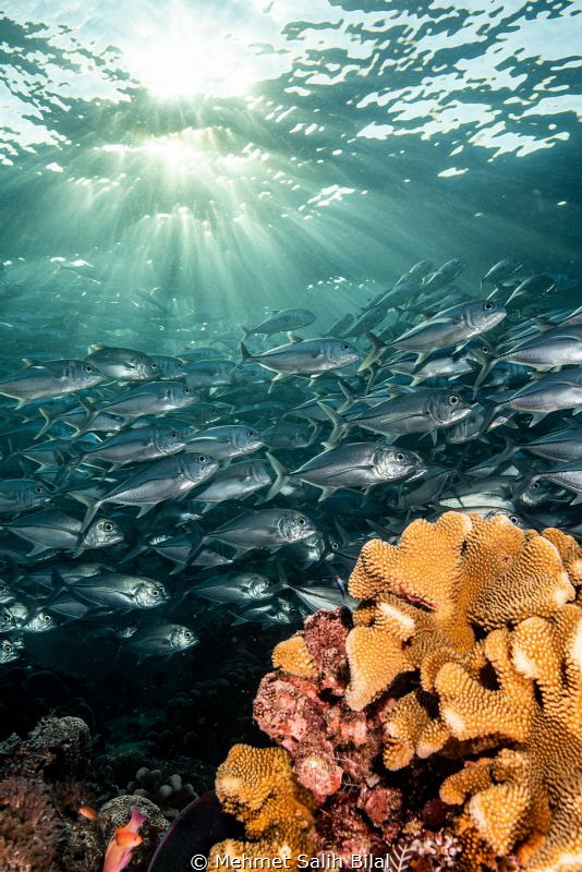 Jackfish shoal under the sun ray's in Sipadan. by Mehmet Salih Bilal 