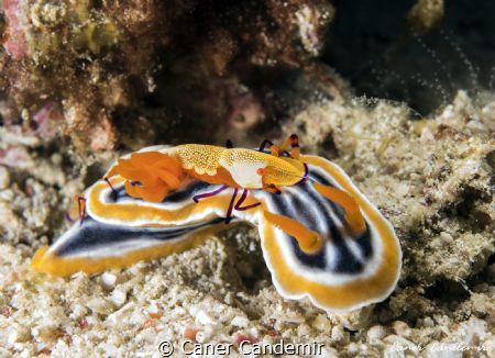 Zenopontonia rex atop Chromodoris magnifica by Caner Candemir 
