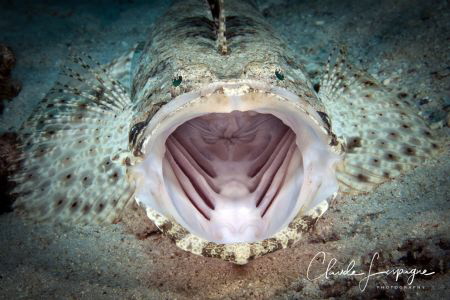 Cymbacephalus beauforti by Claude Lespagne 