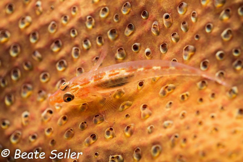 Gobi on hardcoral by Beate Seiler 
