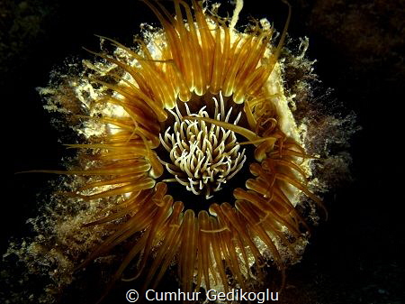 Pachycerianthus fimbriatus by Cumhur Gedikoglu 