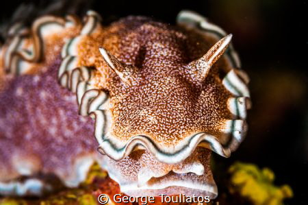 Heads On!!! by George Touliatos 