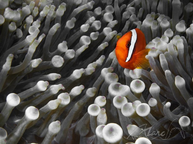 red and grey by Marc Van Den Broeck 