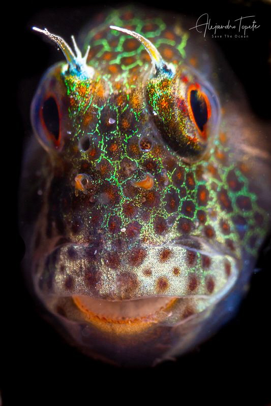 Blenny in Black, La Paz México by Alejandro Topete 