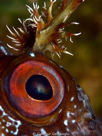 Parablennius gattorugine
The eye & branched head tentacles by Cumhur Gedikoglu 