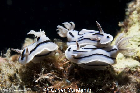 Chromodoris Willani by Caner Candemir 
