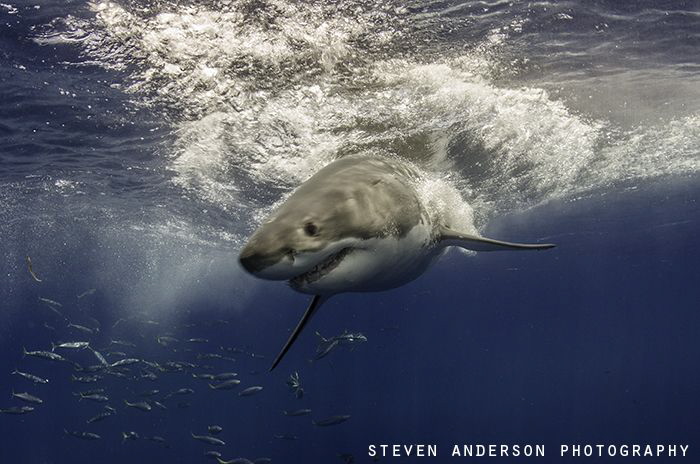 The reentry after breaching displays loads of energy and ... by Steven Anderson 
