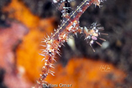 I have seen the Ghost pip fish before but the ones I have... by Hani Omar 