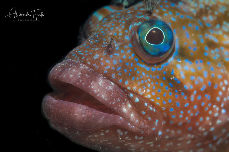 funny Fish, La Paz Mexico by Alejandro Topete 
